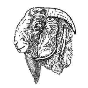 Boer Goat