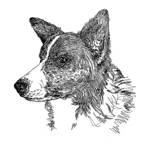 Border Collie1