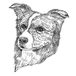 Border Collie2