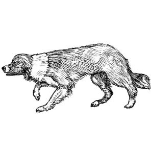 Border Collie3