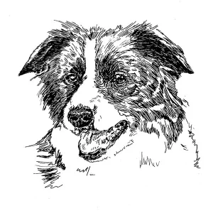 Border Collie4