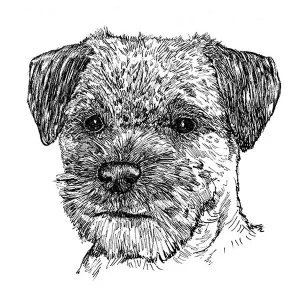 Border Terrier1