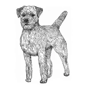 Border Terrier2
