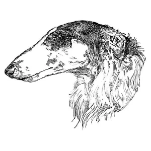 Borzoi1