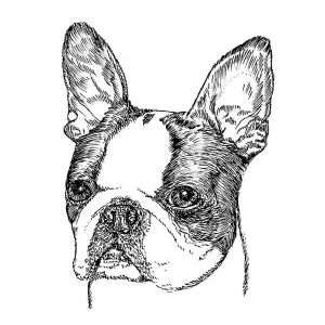 Boston Terrier2