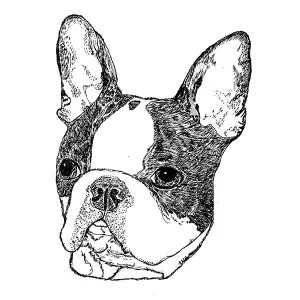 Boston Terrier1