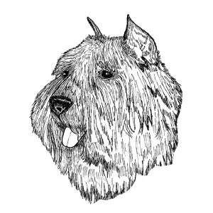 Bouvier des Flandres1