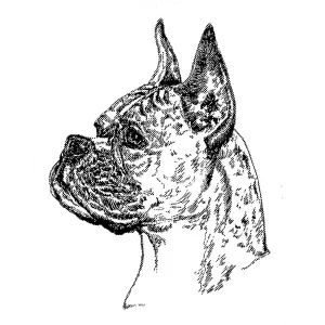 Boxer1