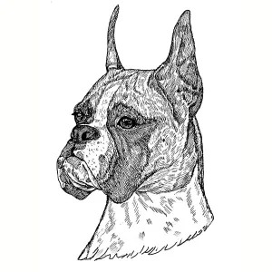 Boxer2