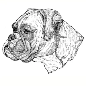 Boxer4