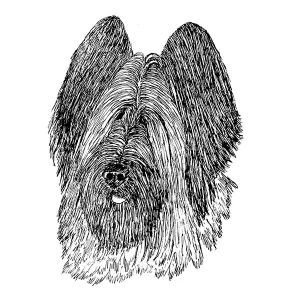 Briard1