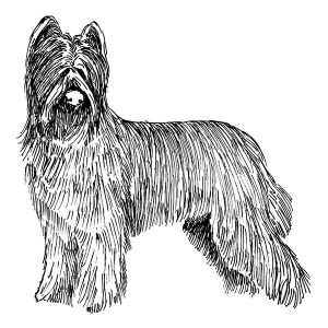Briard2