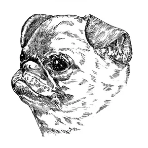 Brussels Griffon Smooth1