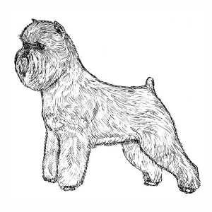 Brussels Griffon1