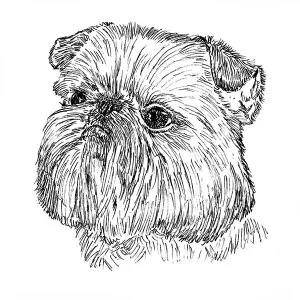 Brussels Griffon2