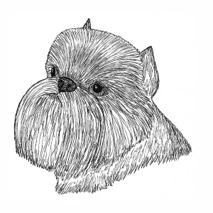 Brussels Griffon3