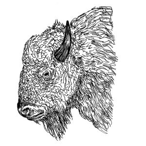 Buffalo