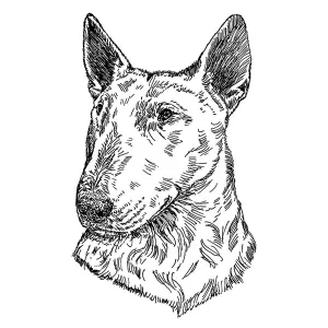 Bull Terrier1