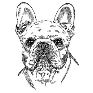 Bulldog French1