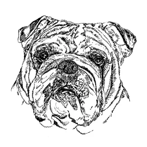 Bulldog1