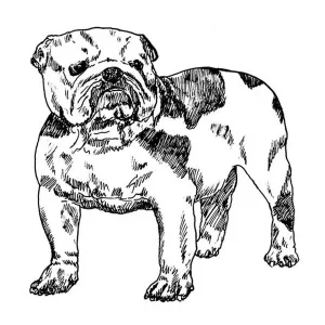 Bulldog2