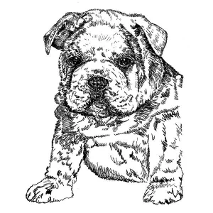 Bulldog4