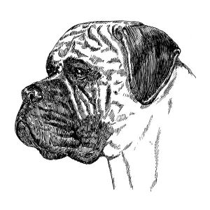 Bullmastiff1