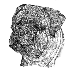 Bullmastiff2