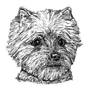 Cairn Terrier1