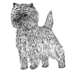 Cairn Terrier2