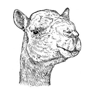 Camel1