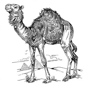 Camel2