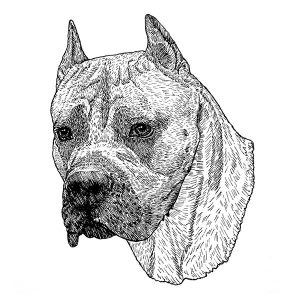 Cane Corso1