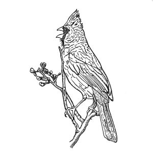 Cardinal