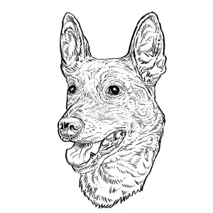 Carolina Dog1