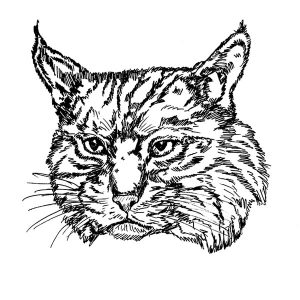 Bobcat Cat