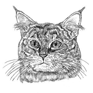 Maine Coon Cat