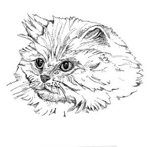Persian Cat1