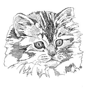 Persian Cat2