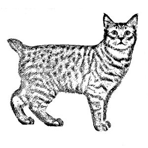 Pixie Bob Cat
