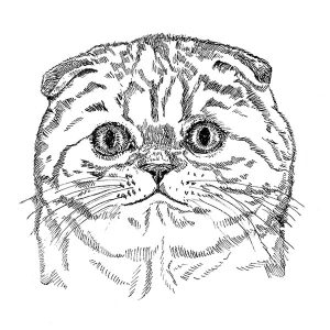 Scottish Fold Cat