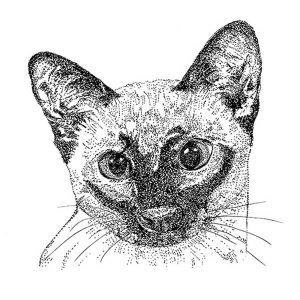 Siamese Cat