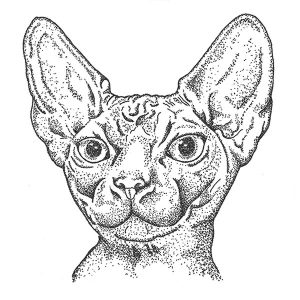 Sphynx Cat