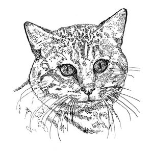 Tabby Cat
