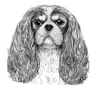 Cavalier King Charles Spaniel1