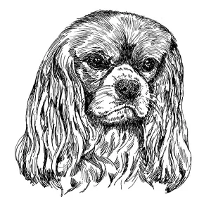 Cavalier King Charles Spaniel2