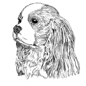 Cavalier King Charles Spaniel3