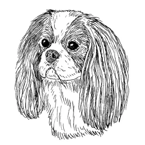 Cavalier King Charles Spaniel4