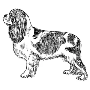 Cavalier King Charles Spaniel5