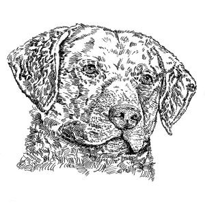 Chesapeake Bay Retriever1